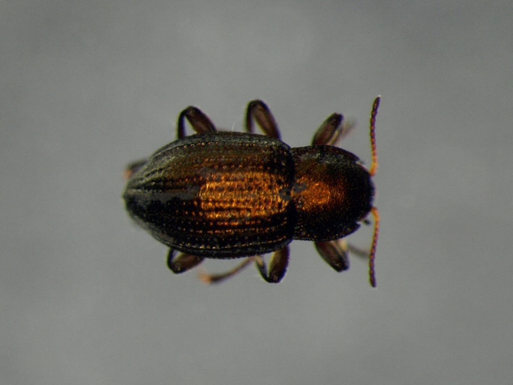 Riolus cupreus